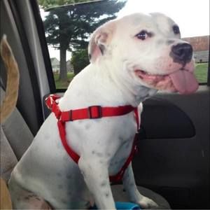 Meet your Posher, Angelo